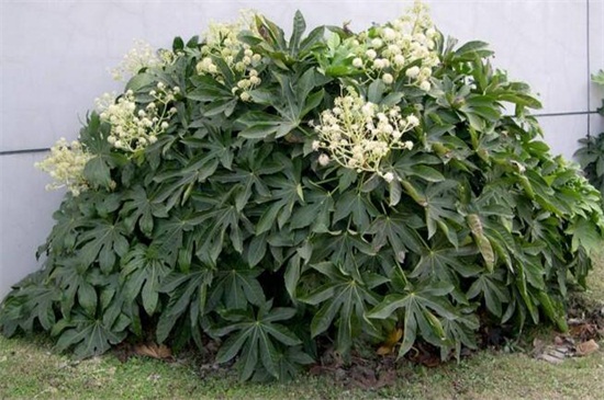 八方来财树摆放禁忌,不能放在家外面