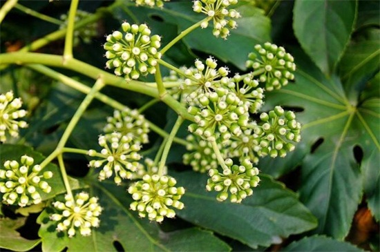 八方来财树摆放禁忌,不能放在家外面