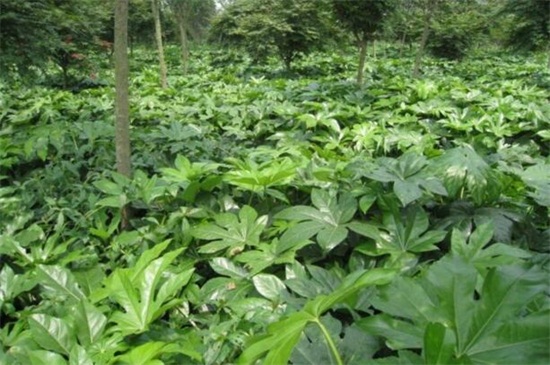 八方来财树摆放禁忌,不能放在家外面