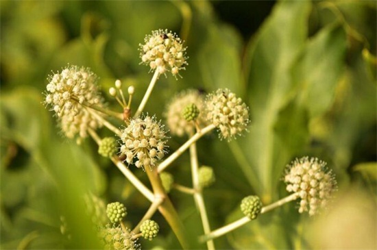 八方来财树摆放禁忌,不能放在家外面