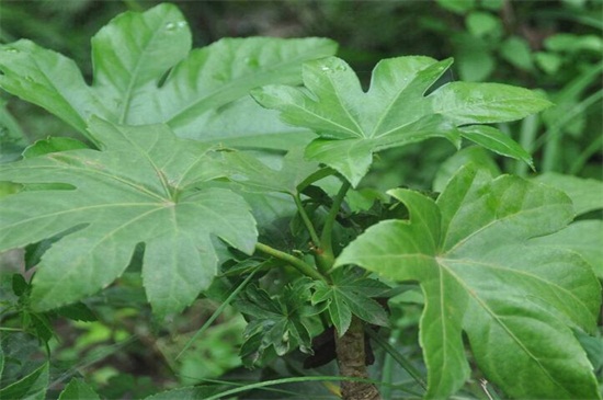 八方来财树摆放禁忌,不能放在家外面