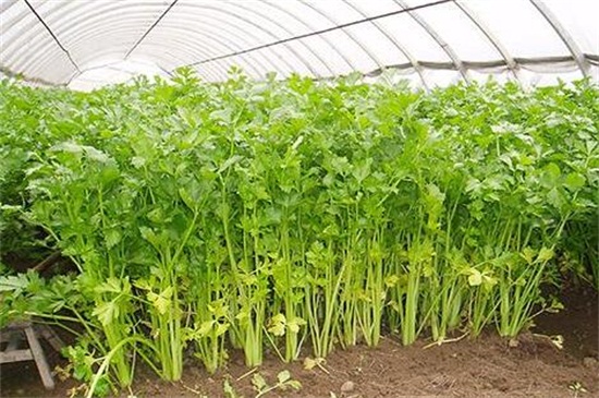 芹菜的生长期是多少天,三个月长新出芹菜