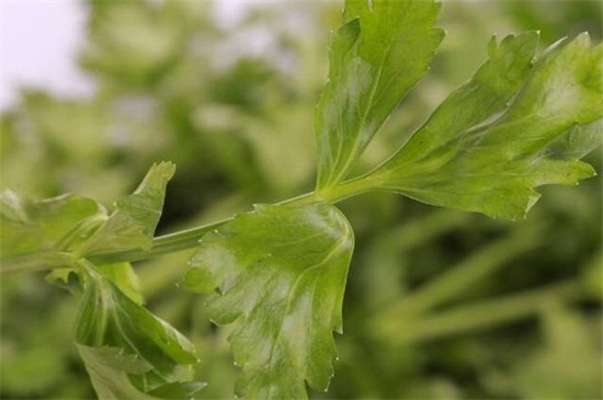 芹菜的生长期是多少天,三个月长新出芹菜