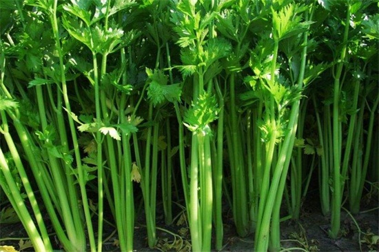 芹菜的生长期是多少天,三个月长新出芹菜