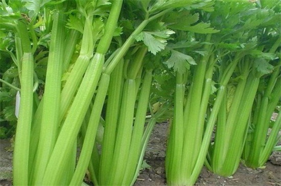 芹菜的生长期是多少天,三个月长新出芹菜