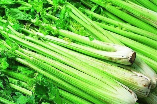 芹菜的生长期是多少天,三个月长新出芹菜