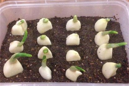 大蒜几月份种最好,9~10月种植成活率最高