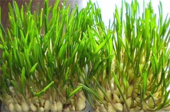 大蒜几月份种最好,9~10月种植成活率最高