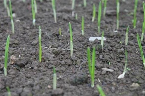 大蒜几月份种最好,9~10月种植成活率最高