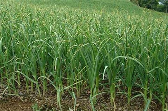 大蒜几月份种最好,9~10月种植成活率最高