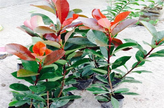 红叶石楠小苗价格,每株价格在0.16~2.5元左右