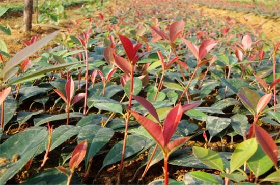 红叶石楠小苗价格,每株价格在0.16~2.5元左右