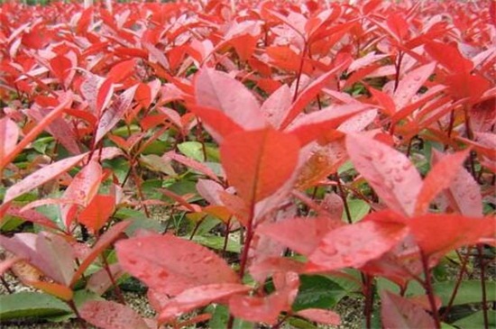 红叶石楠小苗价格,每株价格在0.16~2.5元左右