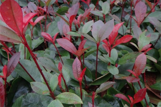 红叶石楠小苗价格,每株价格在0.16~2.5元左右