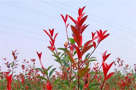 红叶石楠小苗价格,每株价格在0.16~2.5元左右