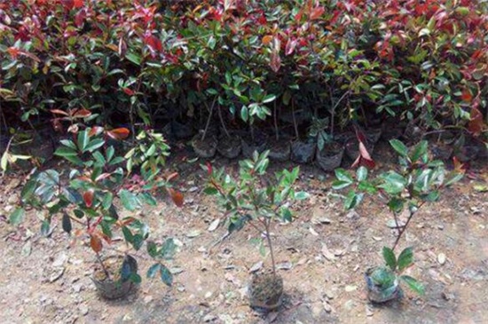 红叶石楠小苗价格,每株价格在0.16~2.5元左右