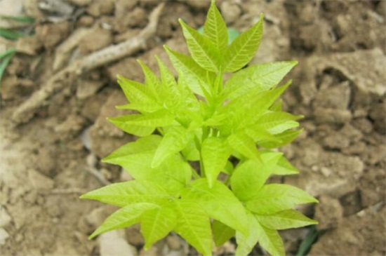 哪里有水杉树苗购买,长江附近区域可购买