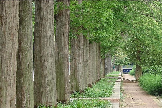 哪里有水杉树苗购买,长江附近区域可购买