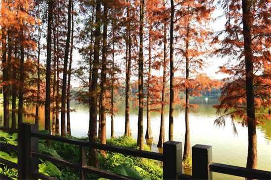 哪里有水杉树苗购买,长江附近区域可购买