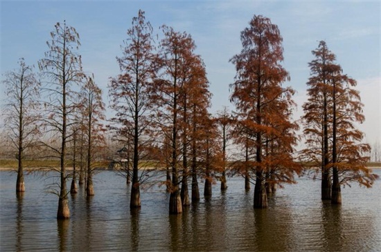 哪里有水杉树苗购买,长江附近区域可购买