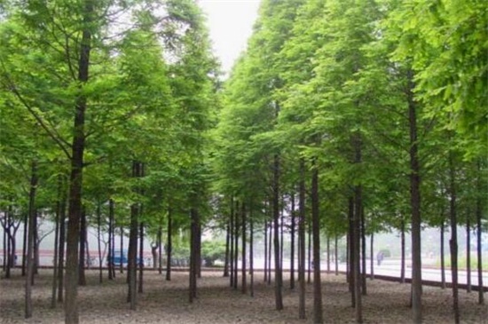 哪里有水杉树苗购买,长江附近区域可购买