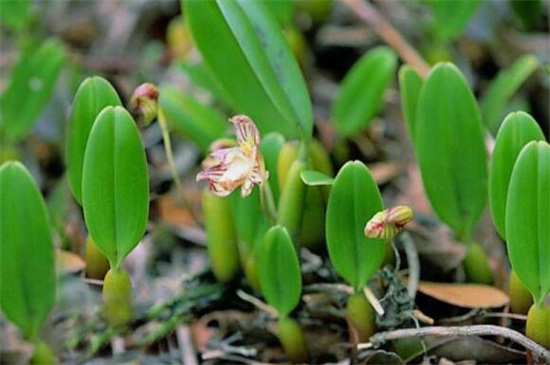 双子叶植物和单子叶植物的区别,4种区分方法