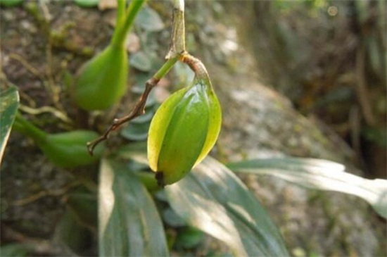 双子叶植物和单子叶植物的区别,4种区分方法