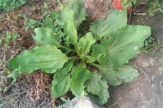 双子叶植物和单子叶植物的区别,4种区分方法