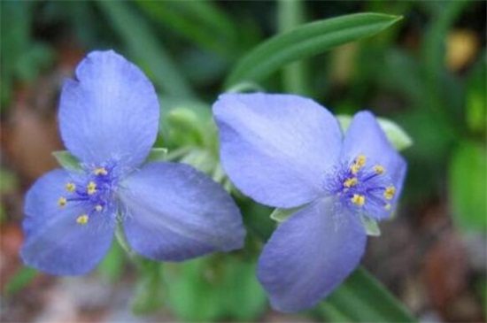 双子叶植物和单子叶植物的区别,4种区分方法