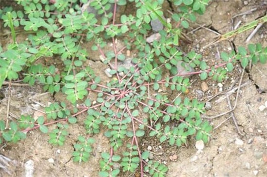 千根草致癌能吃吗,不宜过量食用