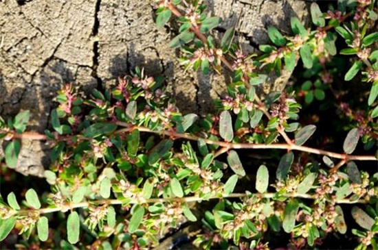 千根草致癌能吃吗,不宜过量食用