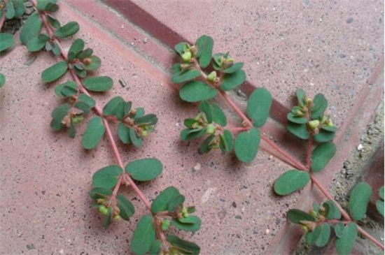 千根草致癌能吃吗,不宜过量食用