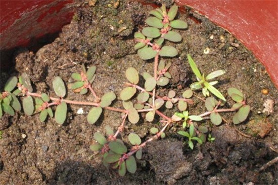 千根草致癌能吃吗,不宜过量食用