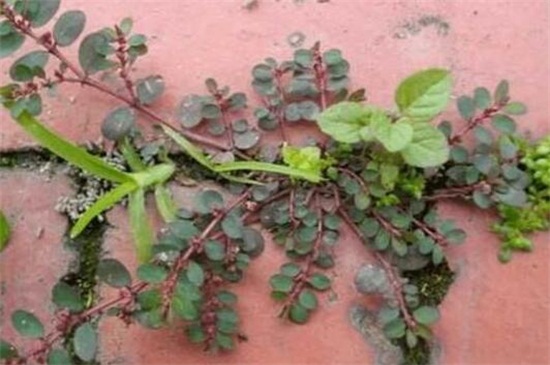 千根草致癌能吃吗,不宜过量食用