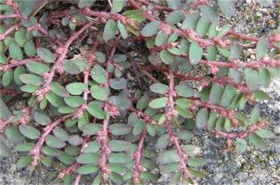 千根草致癌能吃吗,不宜过量食用