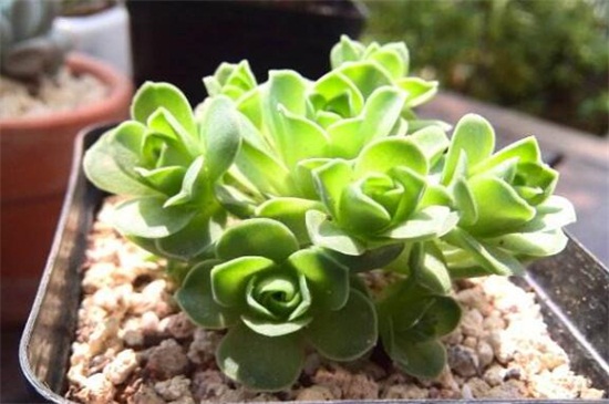 山地玫瑰可以叶插吗,成活率低极易死亡