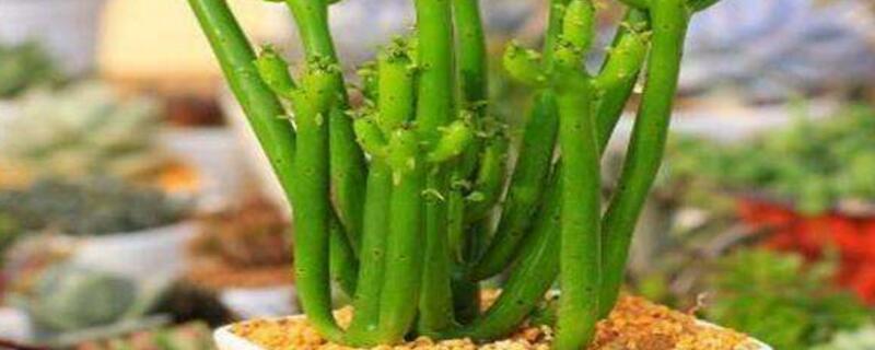 光棍树怎么扦插图解,四步扦插使其旺盛