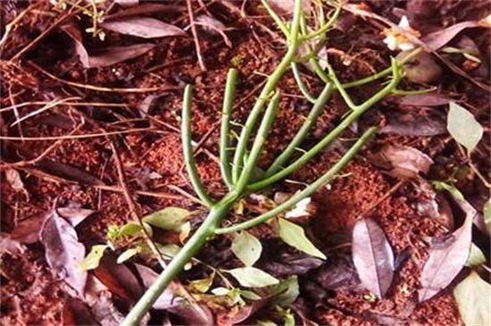 光棍树怎么扦插图解,四步扦插使其旺盛