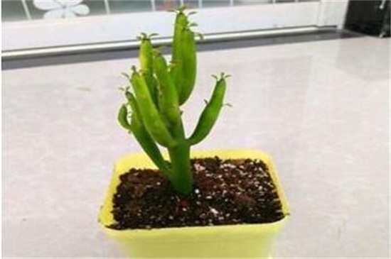 光棍树怎么扦插图解,四步扦插使其旺盛