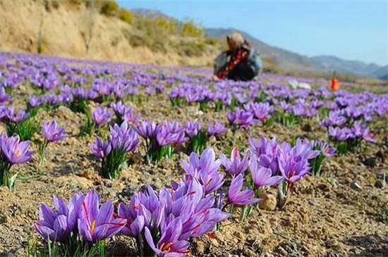 藏红花一亩成本多少钱,1~4万左右