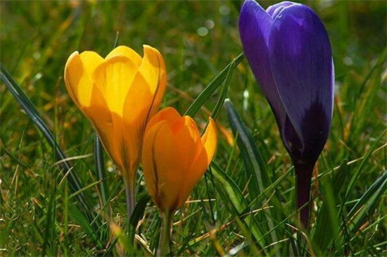 藏红花一亩成本多少钱,1~4万左右