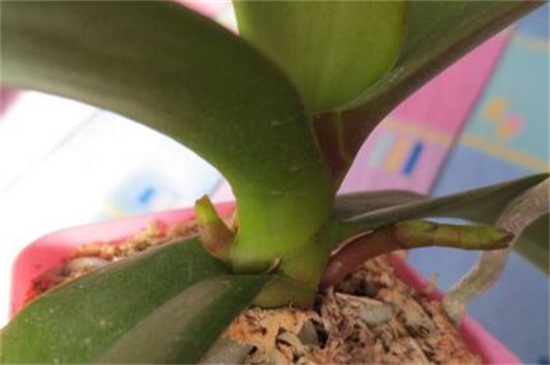 蝴蝶兰花剑和根的区別,六点轻松进行分辨