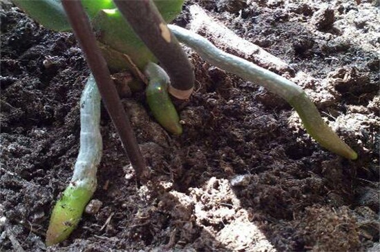 蝴蝶兰花剑和根的区別,六点轻松进行分辨