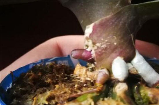 蝴蝶兰花剑和根的区別,六点轻松进行分辨