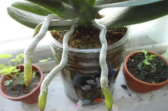 蝴蝶兰花剑和根的区別,六点轻松进行分辨