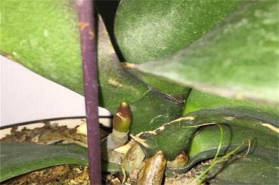 蝴蝶兰花剑和根的区別,六点轻松进行分辨