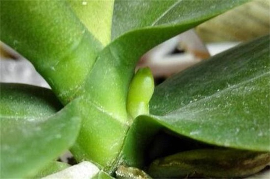 蝴蝶兰花剑和根的区別,六点轻松进行分辨