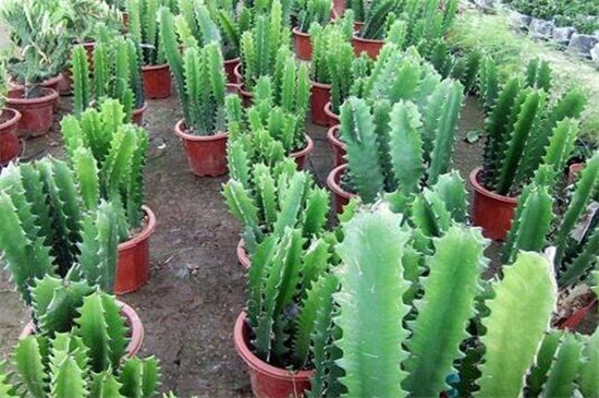 龙骨花的风水作用,龙骨花摆放哪里风水好