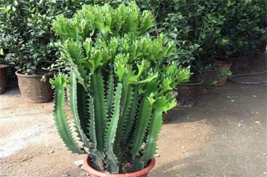 龙骨花的风水作用,龙骨花摆放哪里风水好