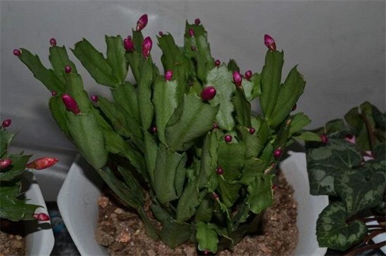 龙骨花的风水作用,龙骨花摆放哪里风水好